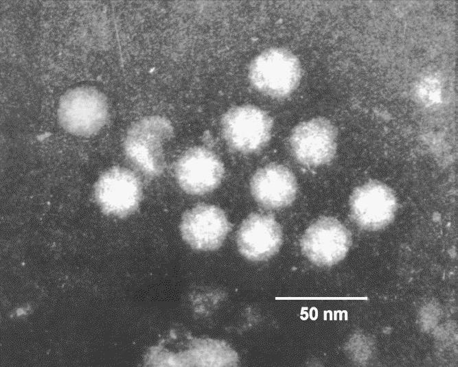 Astrovirus