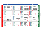 Genetic Codes